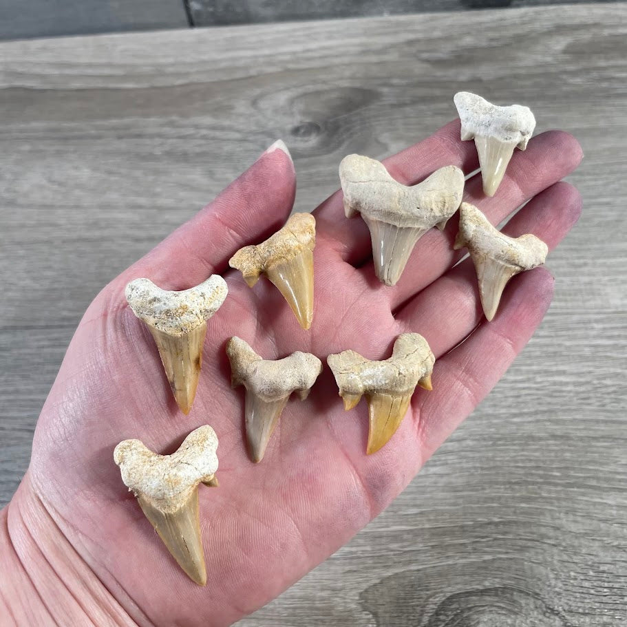 Bulk Natural Shark Teeth Fossils – 1" Authentic Shark Tooth Wholesale