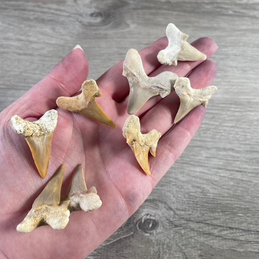 Bulk Natural Shark Teeth Fossils – 1" Authentic Shark Tooth Wholesale