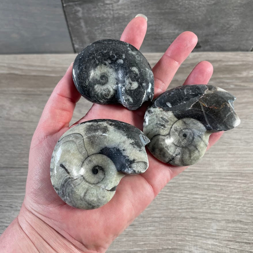 Ancient spiral fossil specimens for wholesale retail display
