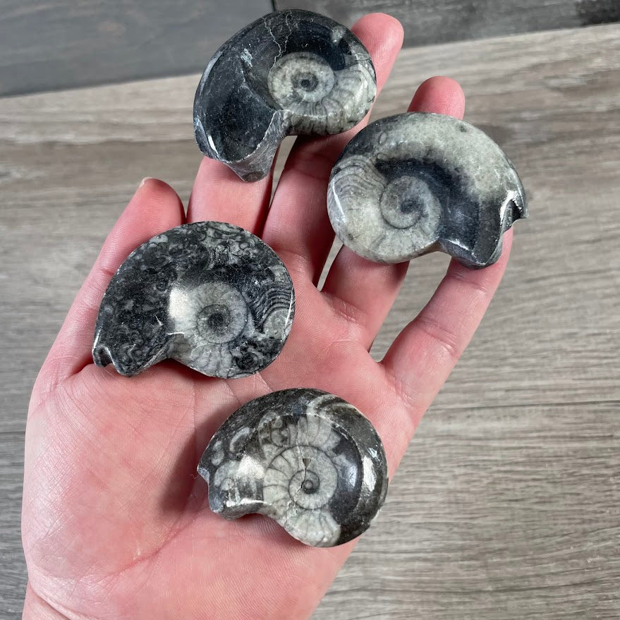 Natural goniatite fossils for crystal shops and museum stores