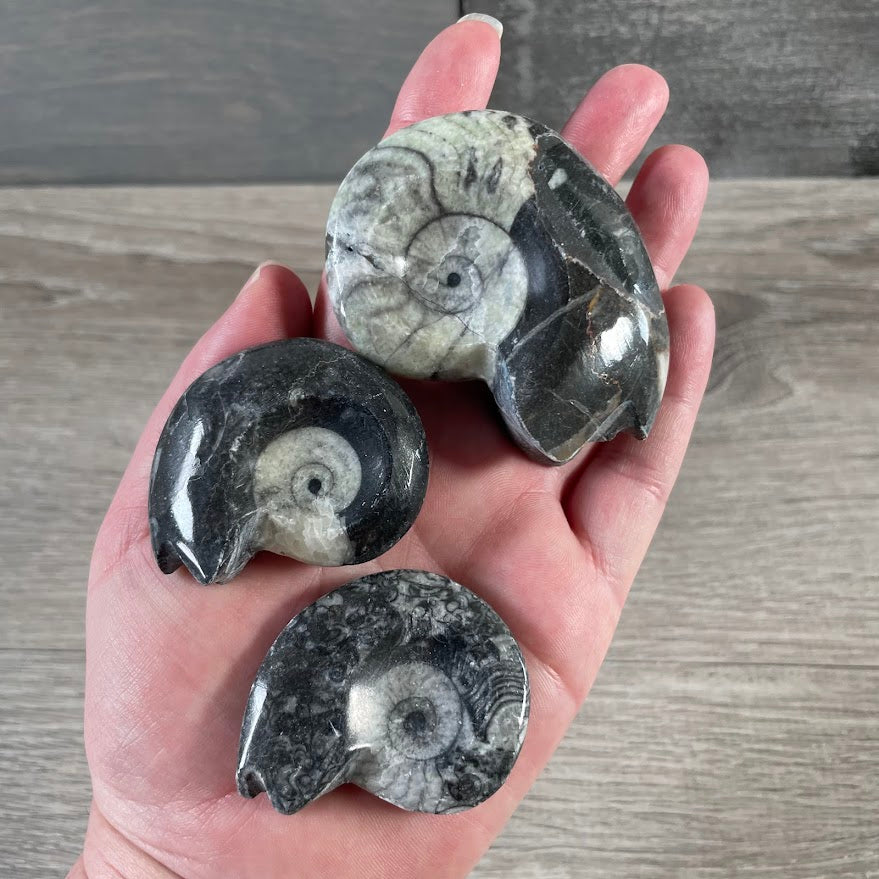 Wholesale goniatite fossil specimen with natural spiral shell pattern