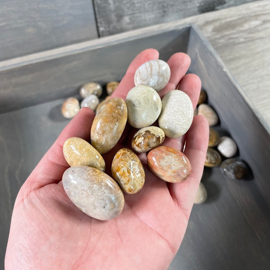 Fossil coral tumbled stones 1lb bulk bag