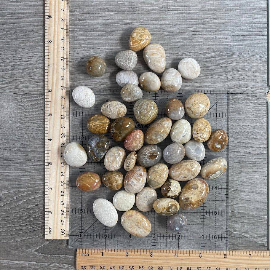 fossil coral bulk wholesale
