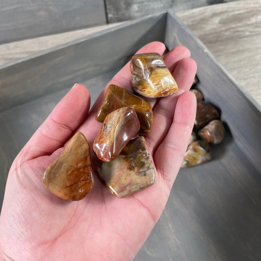 Tumbled petrified wood stones in 1-pound wholesale lot