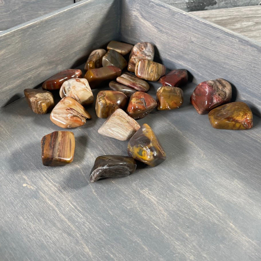 Earth-toned tumbled petrified wood for gift stores and crystal retailers