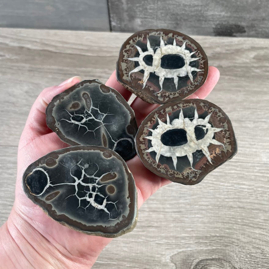 Gift Shop Crystals, Septarian Nodule
