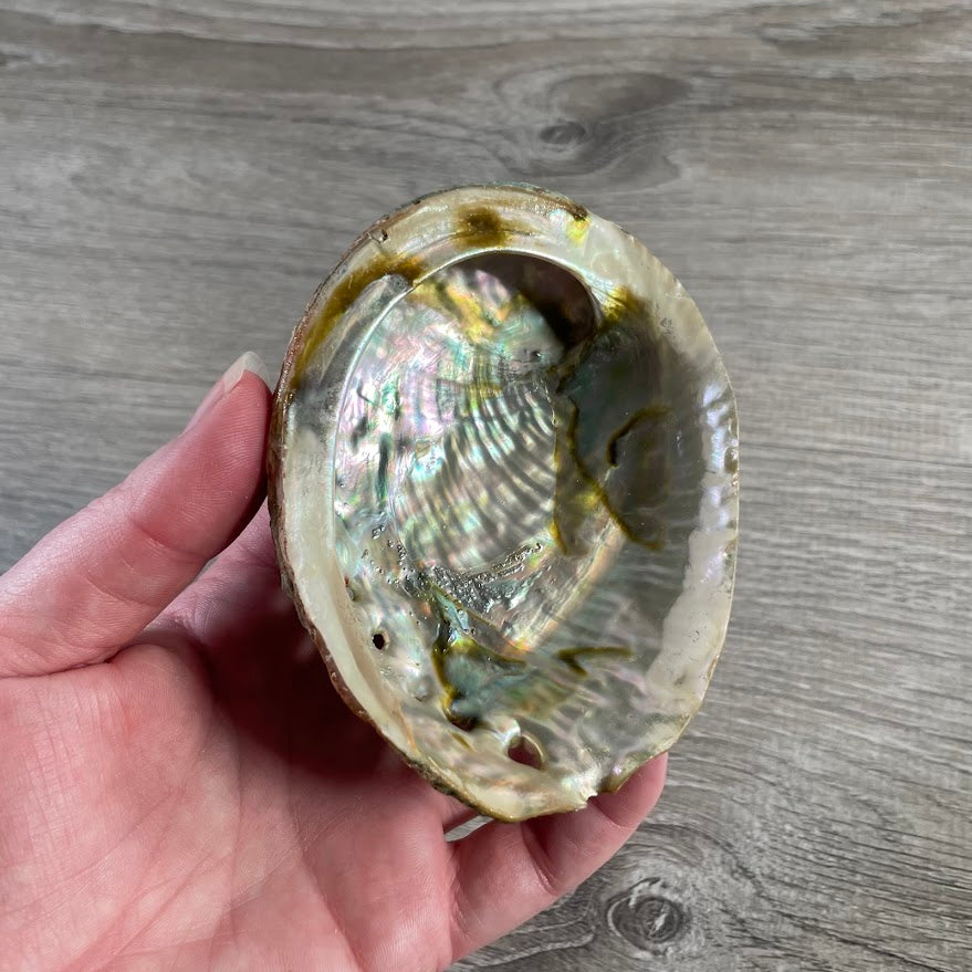 Natural abalone shell sage holder for spiritual supplies