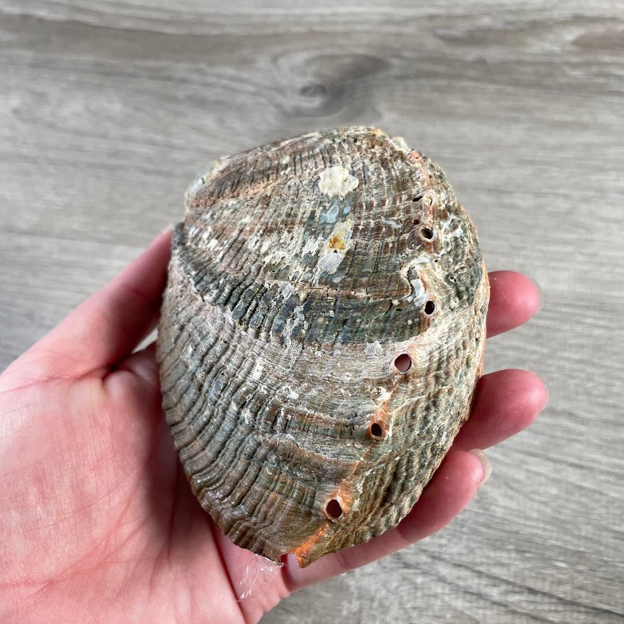 Abalone shell for ritual supplies and spiritual shop displays