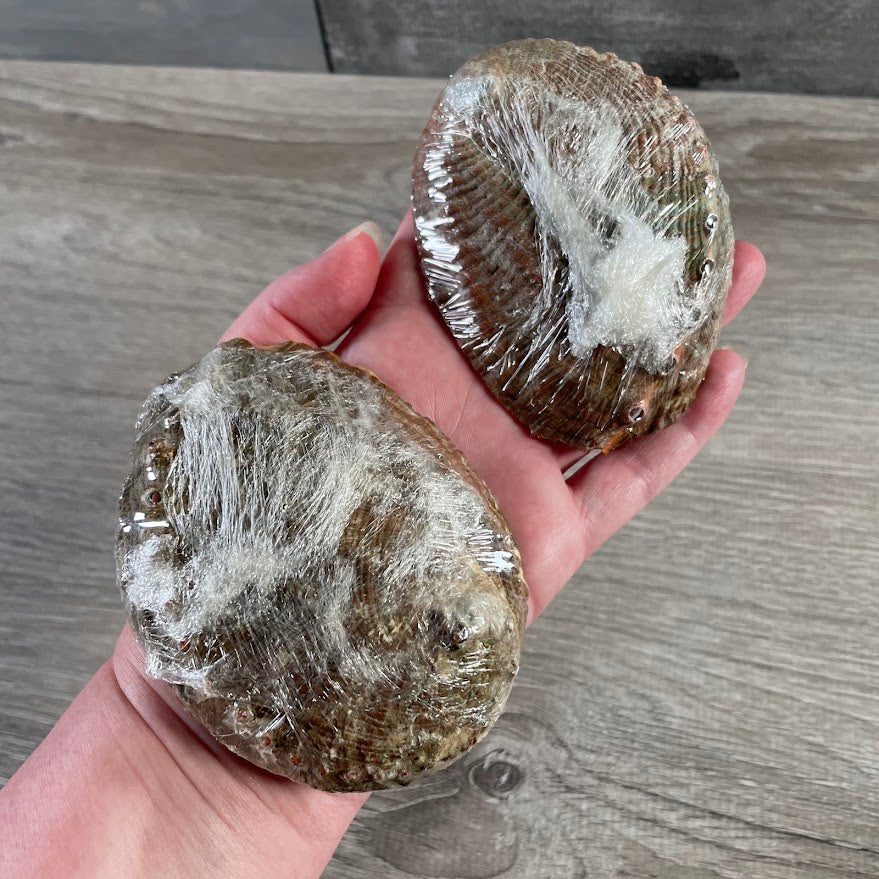 Natural abalone shell for palo santo, sage, and ritual use