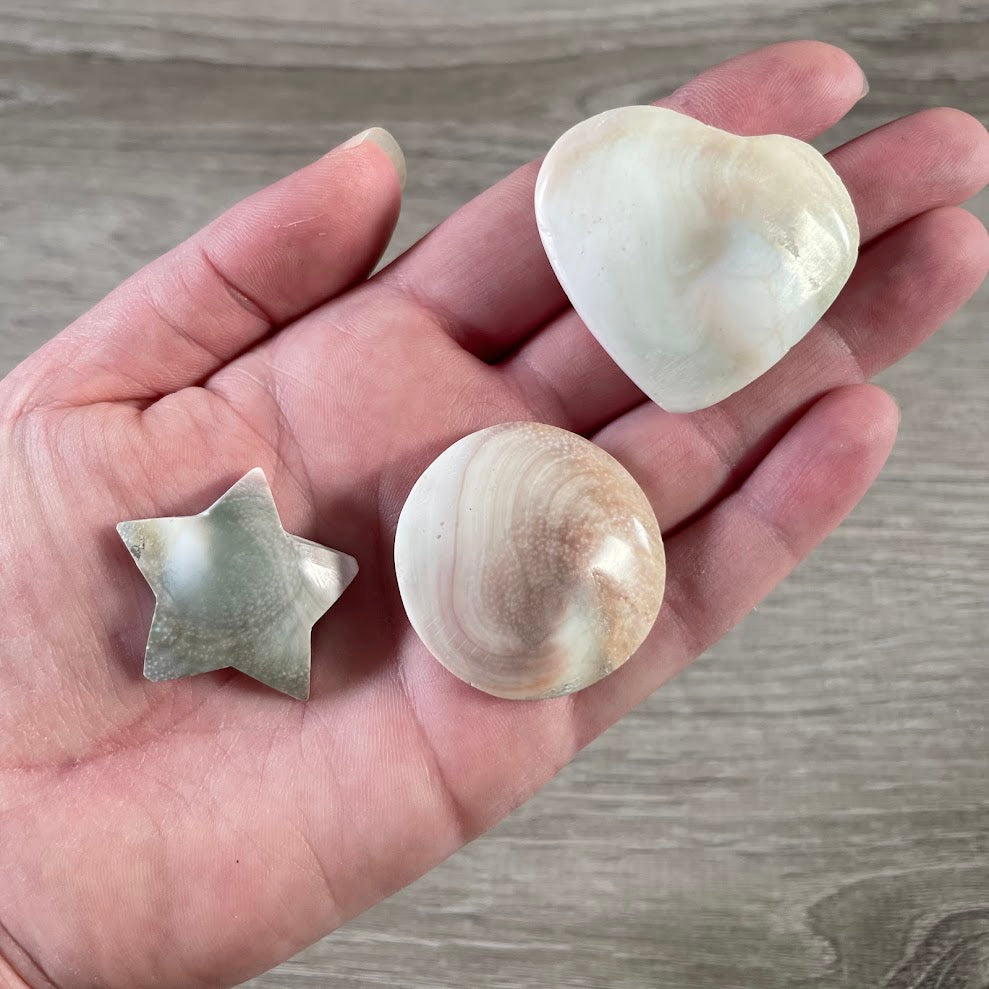 back side assorted shaped shiva shells