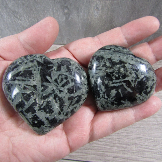 chrysanthemum stone fossil large hearts