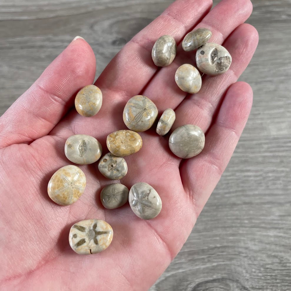 Very small polished fossil sand dollars natural echinoid fossils for jewelry making