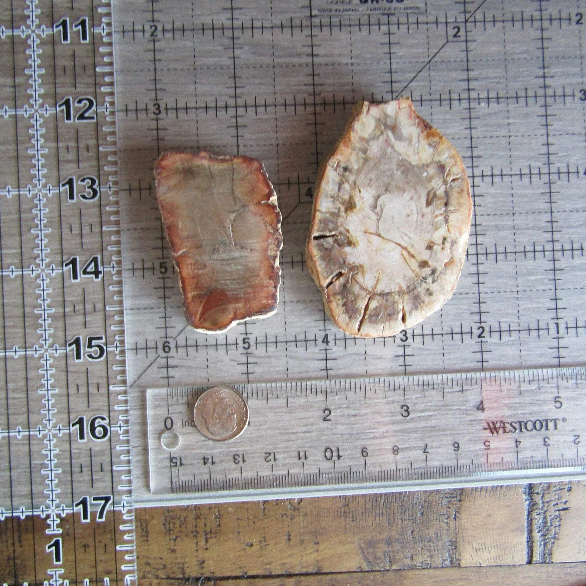 Petrified Wood Slices Front Polished