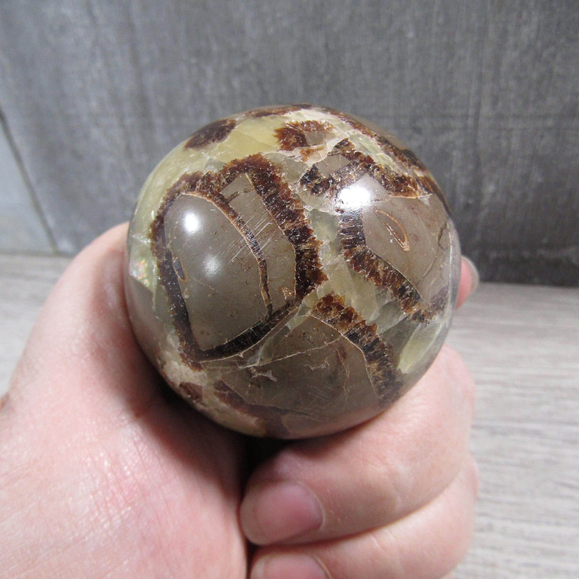 Polished Septarian Nodule display sphere with visible barite and calcite veins