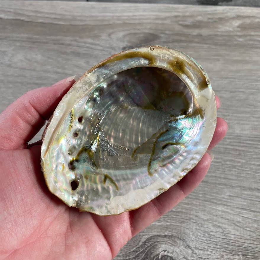 Natural shell bowl for sage burning and energy cleansing