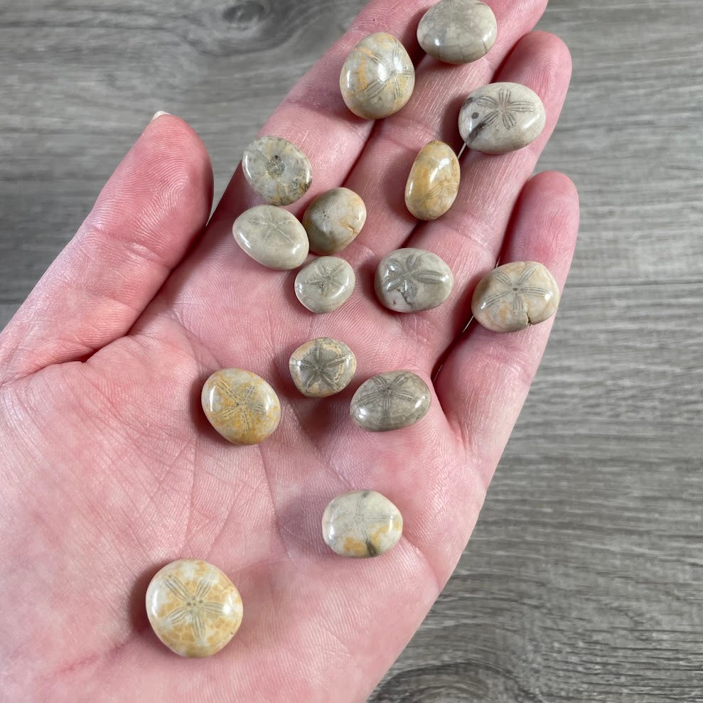 Wholesale polished fossil sand dollars natural echinoid specimens