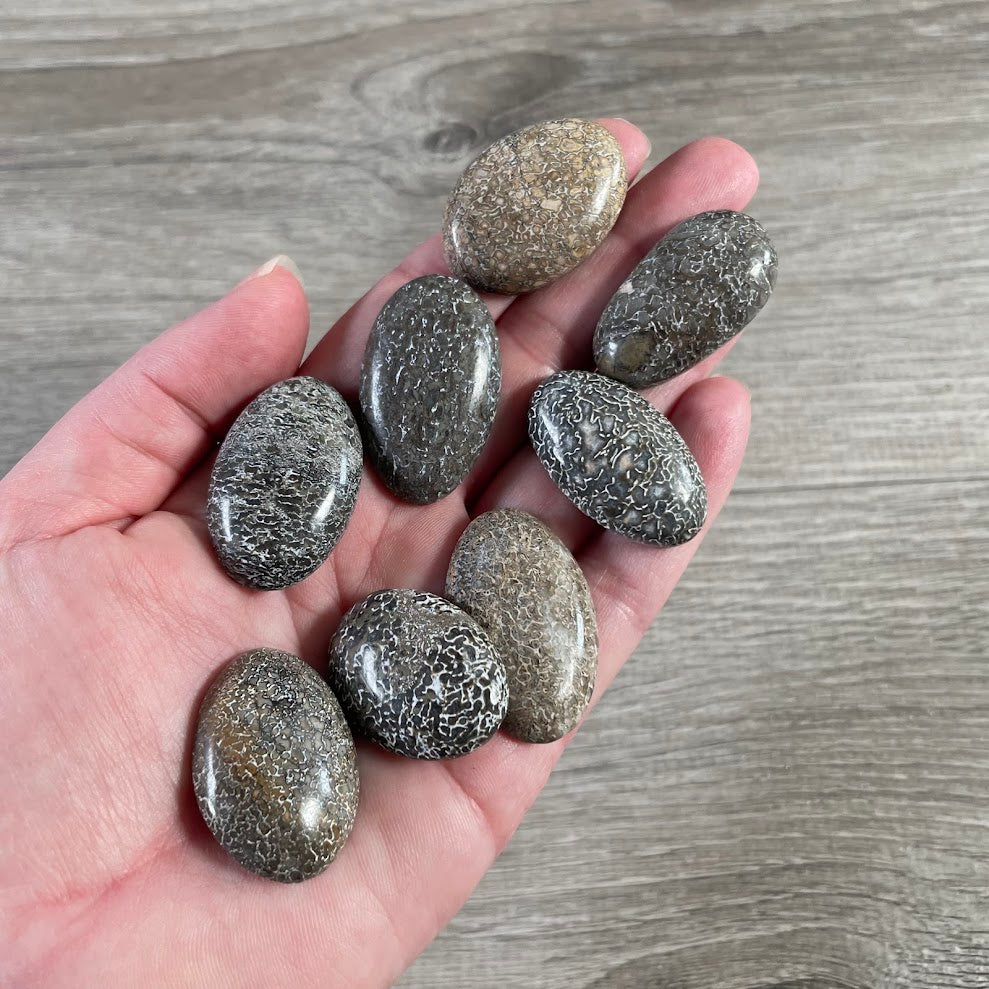 Dinosaur bone cabochons in assorted shapes with varied fossil patterns for jewelry making.