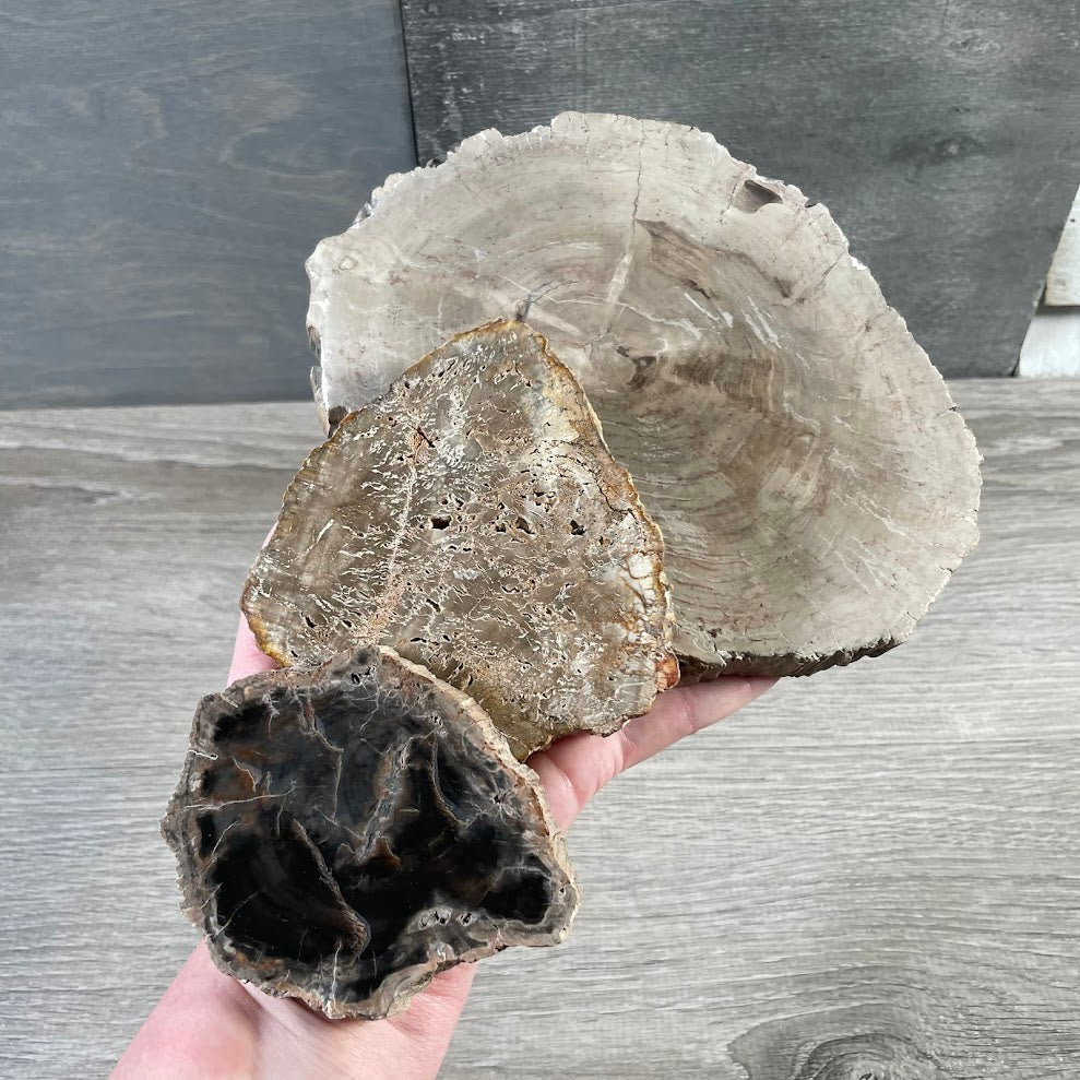 Wholesale petrified wood polished slice for crystal shops and fossil decor displays