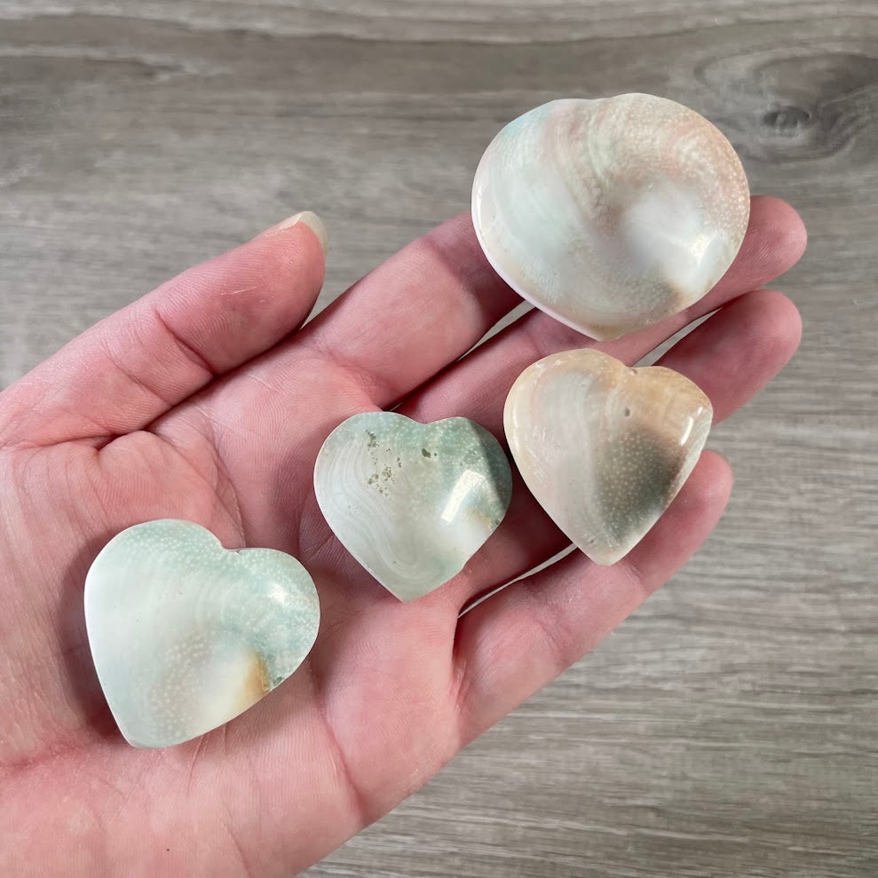 back side shiva shells bulk orders