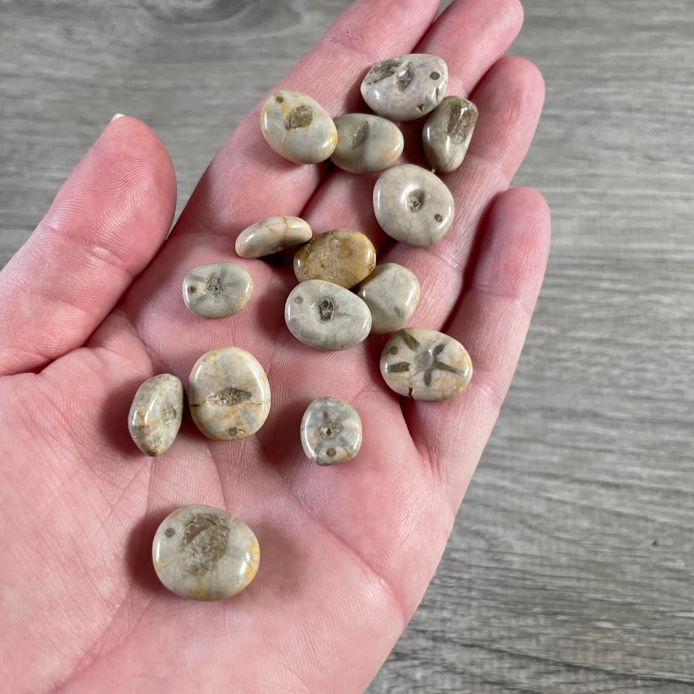 Ancient small echinoid fossils polished fossil sand dollar specimens
