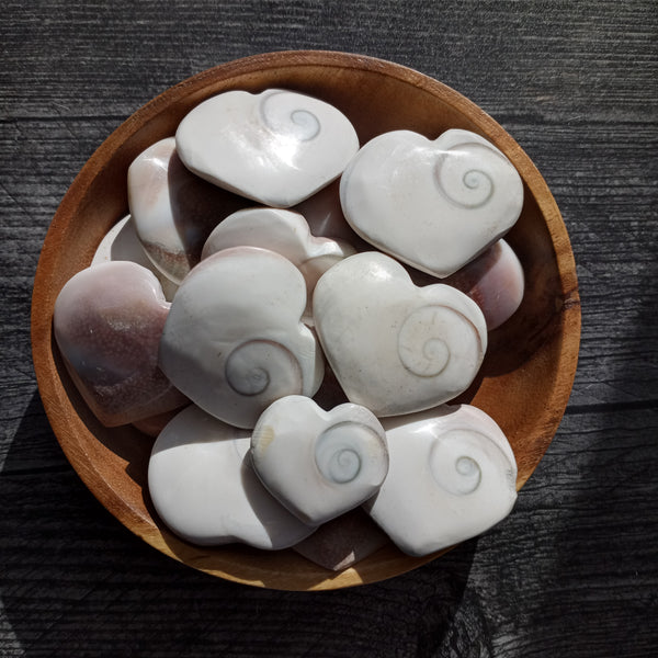 Shiva Eye Shell Hearts in wooden bowl