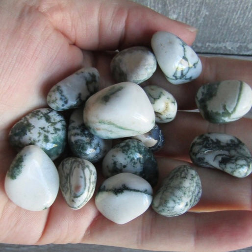 Tree Agate Tumbled 1 Lb