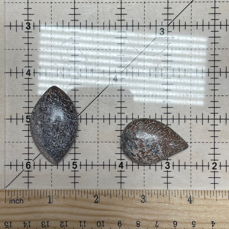 Dinosaur Bone Teardrop Shape Cabochon