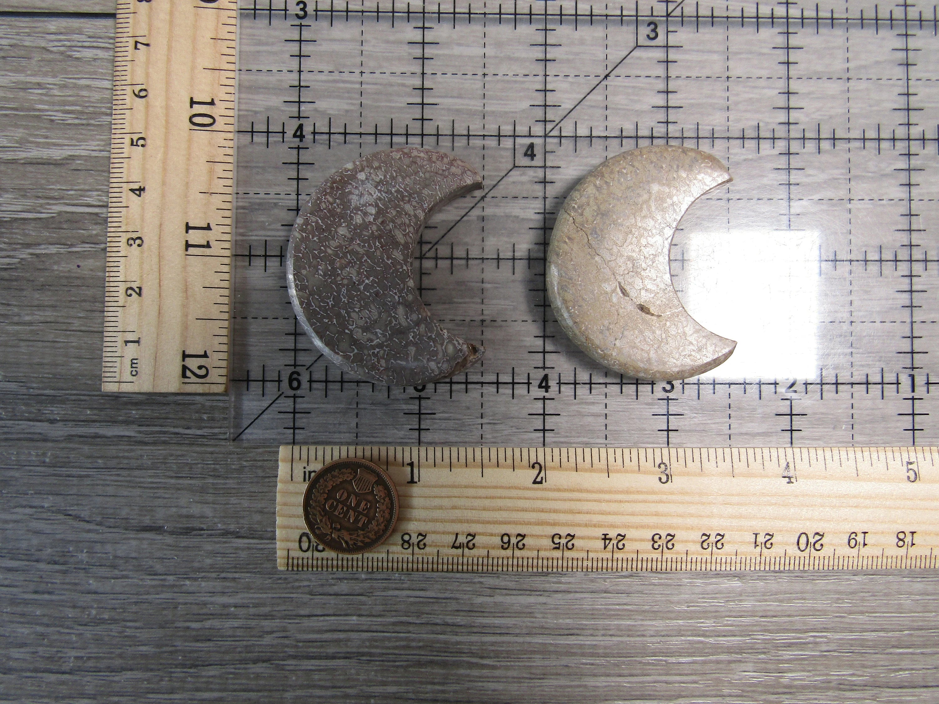 Dinosaur Bone 1.75 inch + Moon